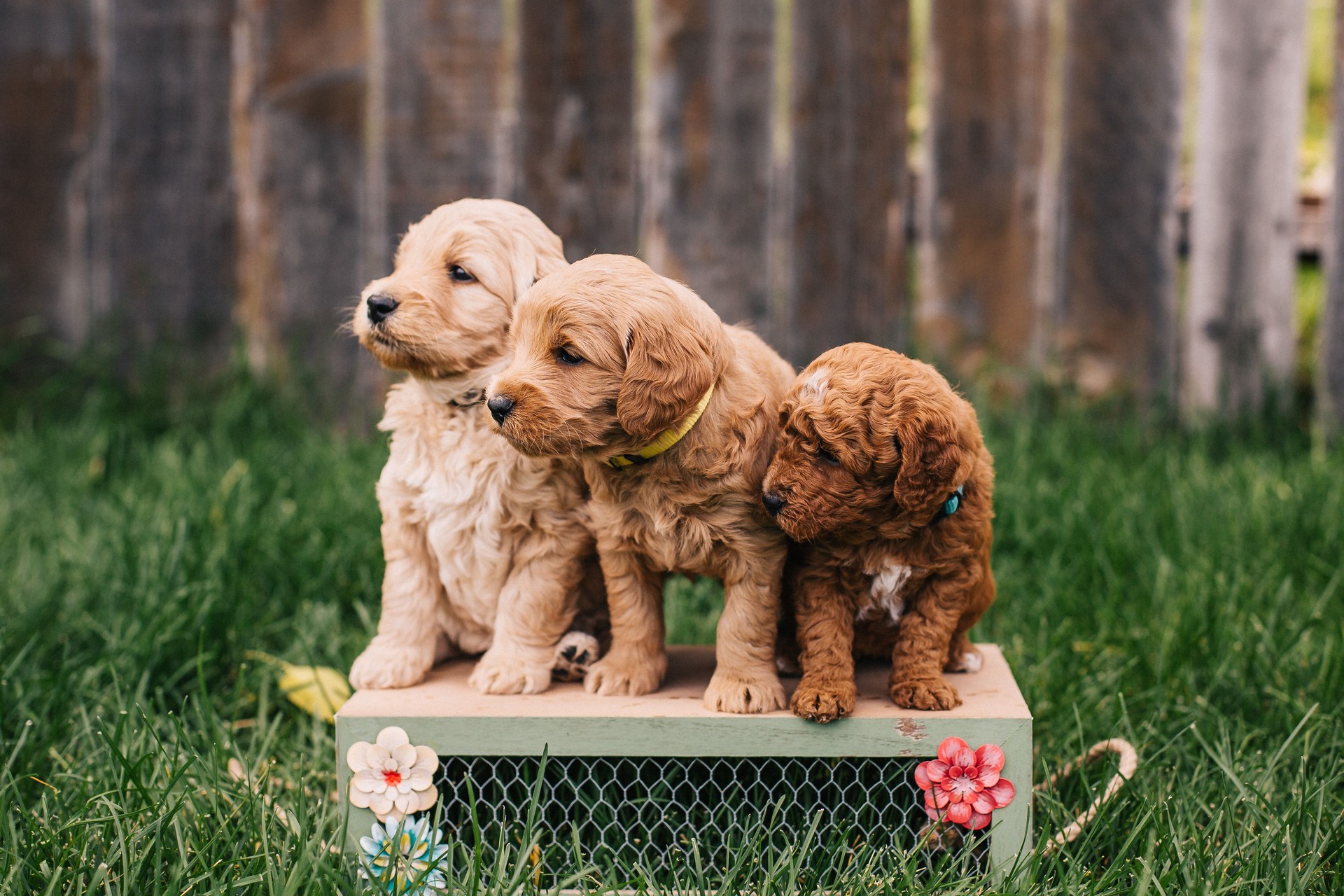 Goldendoodle puppies Non-Shedding Doodle Puppies | Doodle Doggy LLC Goldendoodle puppies Non-Shedding Doodle Puppies | Doodle Doggy LLC